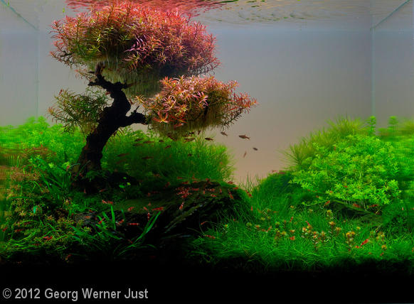 Whispering Winds aquascape by Georg Werner Just