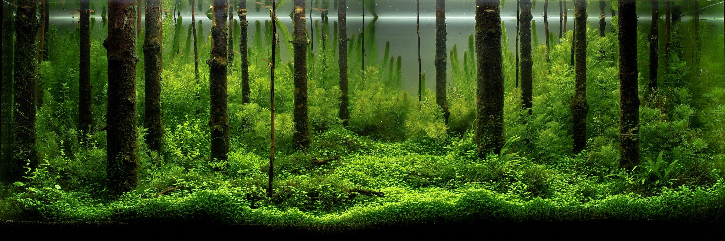 'Forest Scent' aquascape by Pavel Bautin